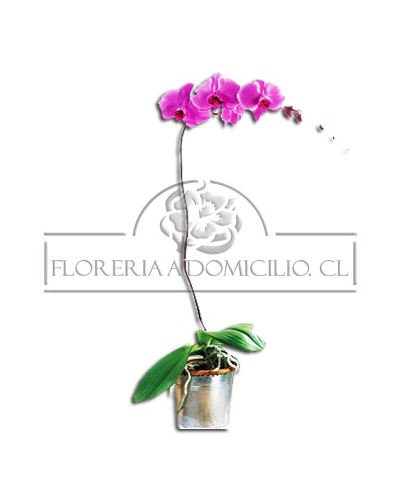 Orquidea Florero Galvanizado